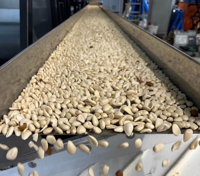 Pelatura Frutta Secca Nastro trasportatore di una linea di pelatura che trasporta mandorle pelate