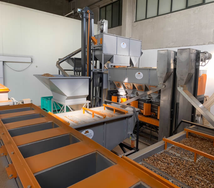 Sgusciatura Linea di sgusciatura e separazione per la frutta secca in funzione